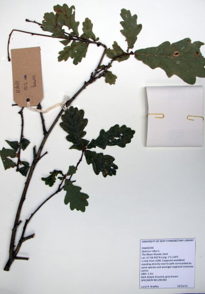 LRB02 Quercus robur L.