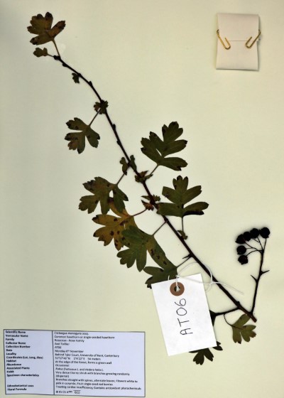 AT06 Crataegus monogyna Jacq.