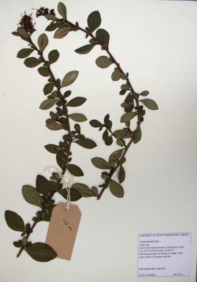 LRB010 Escallonia