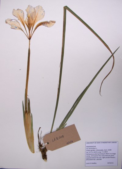 LRB08 Iris versicolor L.