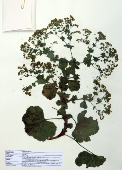 JTWI02 Alchemilla vulgaris L.