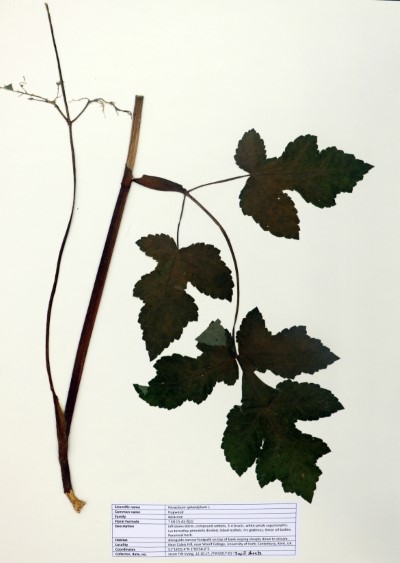 JTWI01a Heracleum sphondylium L.