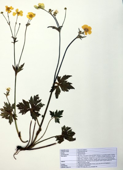 JTWI04 Ranunculus repens L.