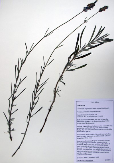 JMS09 Lavandula angustifolia subsp. anugustifolia Moench.