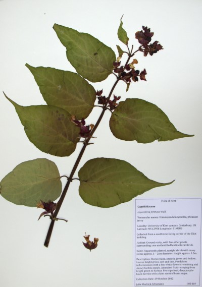 JMS07 Leycesteria formosa Wall.