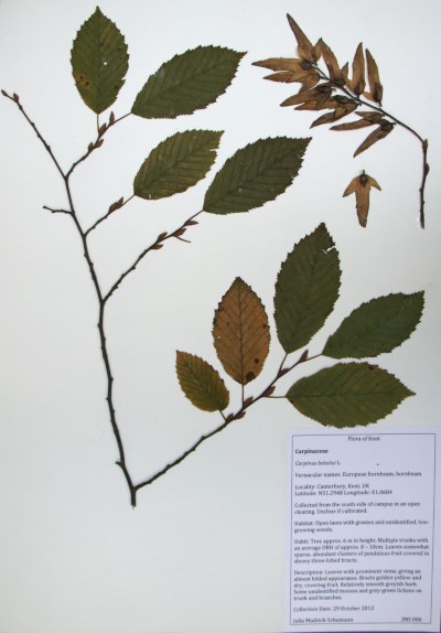 PBS06 Ranunculus ficaria L.