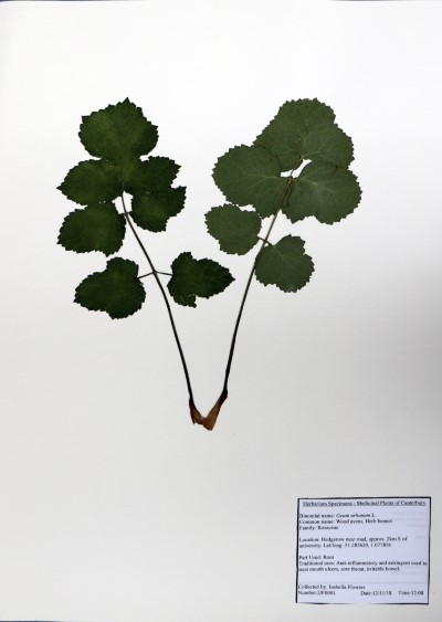 IJF001 Geum urbanum L.