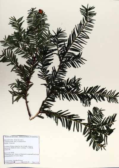 IJF008 Taxus  baccata L.