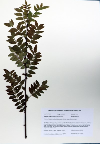 DJG006 Zanthoxylum  piperitum