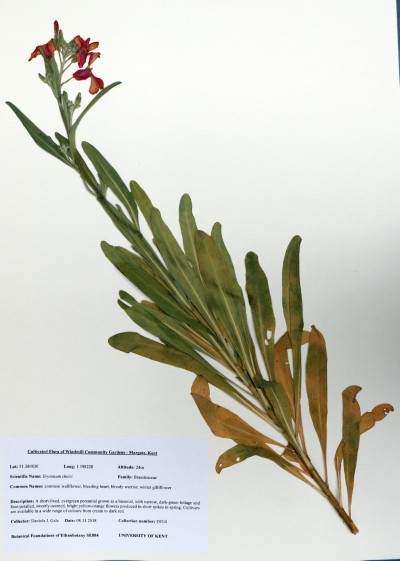 DJG004 Erysimum cheiri