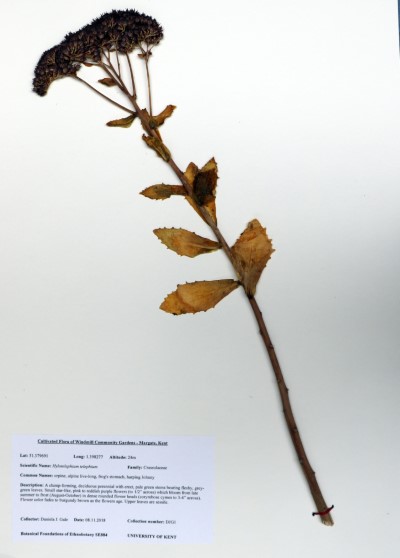 DJG001 Hylotelephium telephium