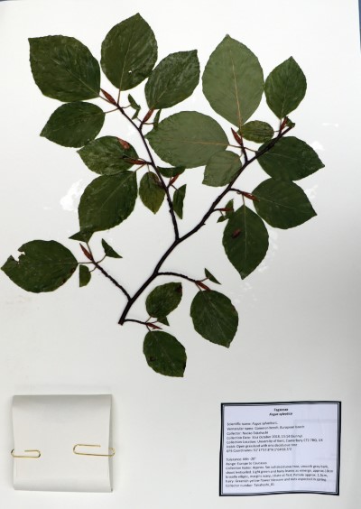 NT01 Fagus sylvatica