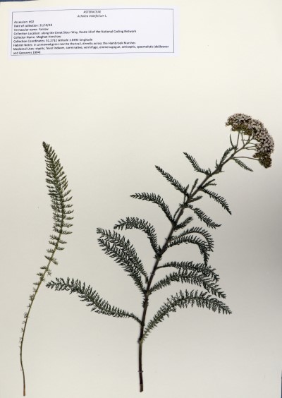 MH002 Achillea millefolium L.