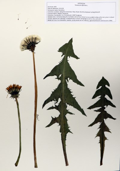 MH003 Taraxacum officinale (L.) W.W.Weber ex F.H.Wigg.