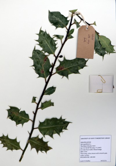 LRB004 Ilex aquifolium L.