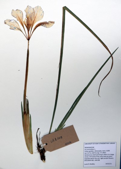 LRB008 Iris versicolor L.