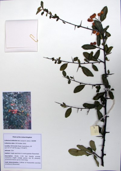 LBJ08 Pyracantha coccinea