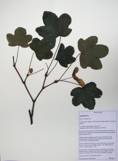 JMS02 Acer campestre L.