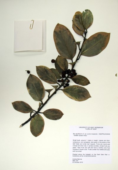 ABC520 Ilex  aquifolium L.