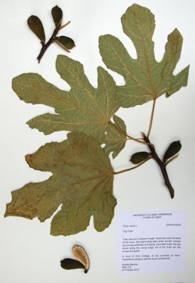 ABC512 Ficus carica L.