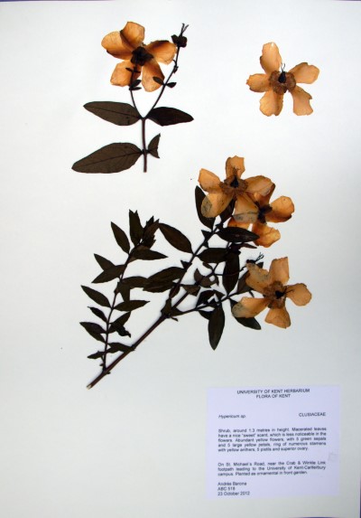 ABC518 Hypericum sp.