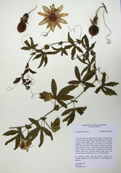 ABC519 Passiflora caerulea L.