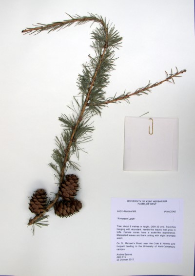 ABC515 Larix decidua Mill.