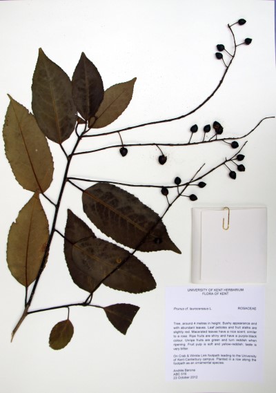 ABC516 Prunus laurocerasus L.