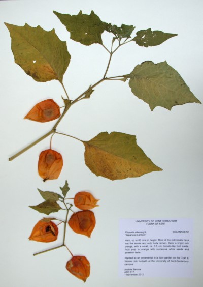 ABC517 Physalis alkekenji L.