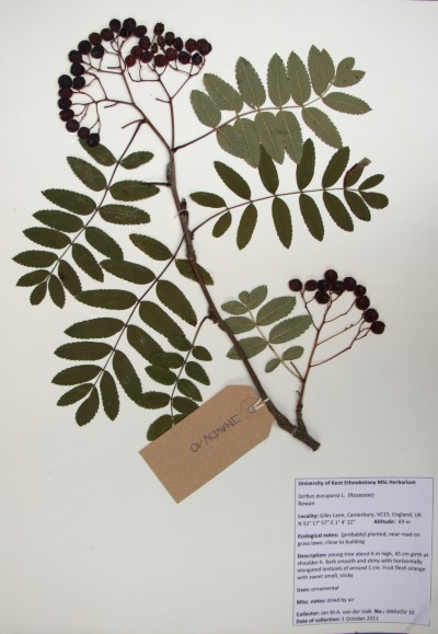 JMAVDV10 Sorbus  aucuparia L.
