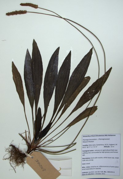 JMAVDV08 Plantago lanceolata L.