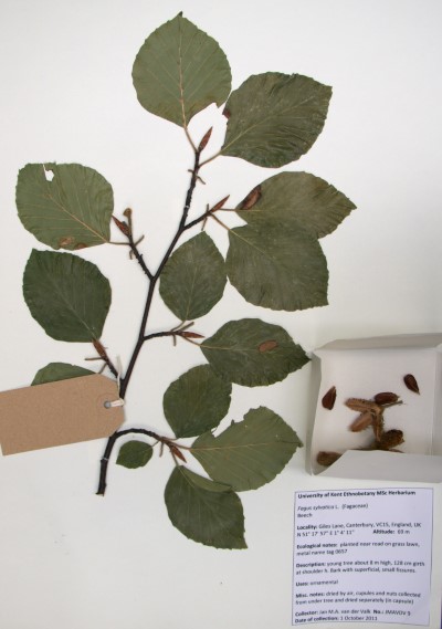 JMAVDV09 Fagus sylvatica L.