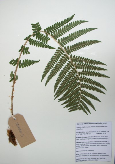 JMAVDV03 Dryopteris filix-mas (L.) Schott