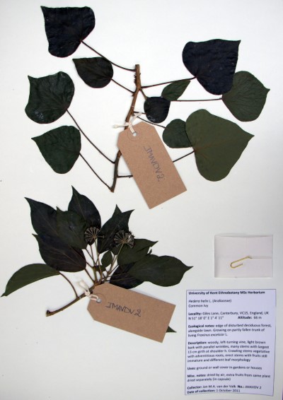 JMAVDV02 Hedera helix L.