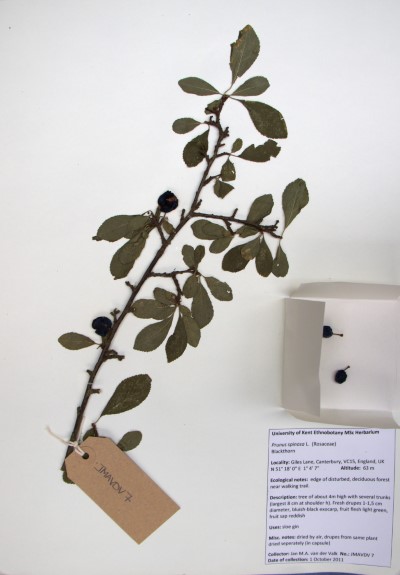 JMAVDV07 Prunus spinosa L.