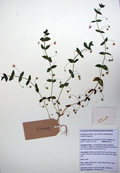 JMAVDV05 Anagallis arvensis L.