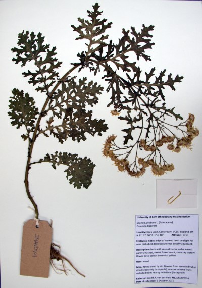 JMAVDV04 Senecio jacobaea L.