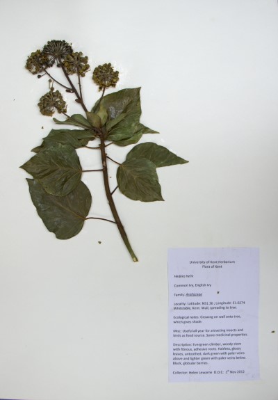 HL02 Hedera helix L.