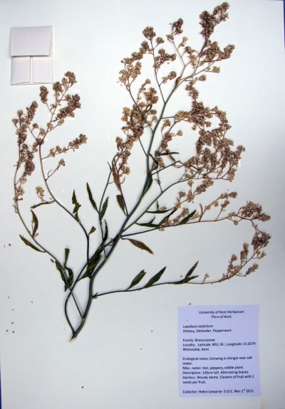 HL03 Lepidium  latifolium