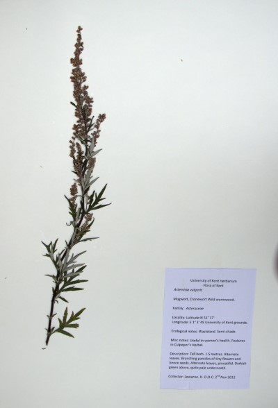 HL05 Artemisia vulgaris