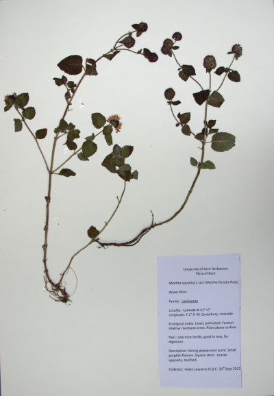 HL07 Mentha aquatica