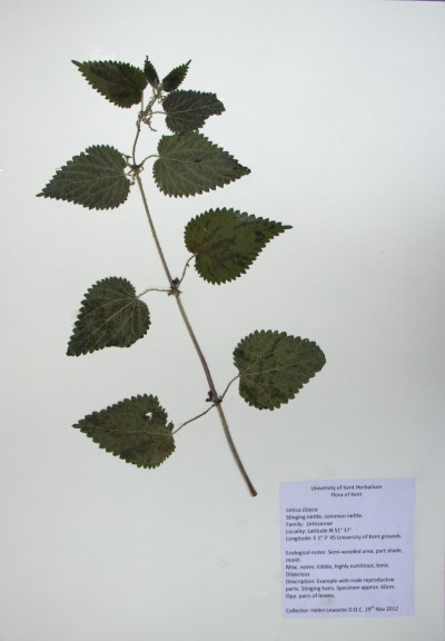 HL08 Urtica dioica