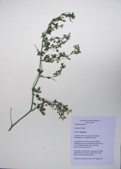 HL10 Medicago sativa
