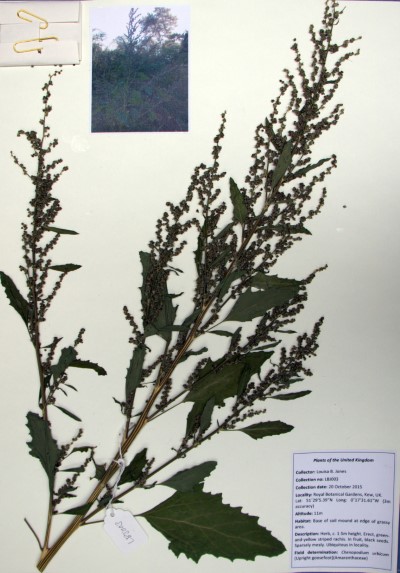 LBJ03 Chenopodium urbicum