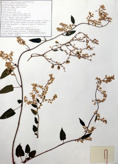 JT04 Fallopia  baldschianica