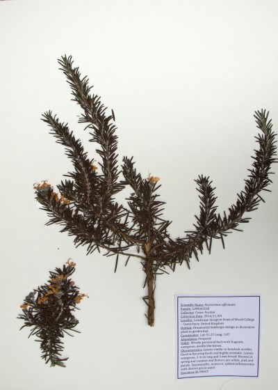 CP04 Rosmarinus officinalis