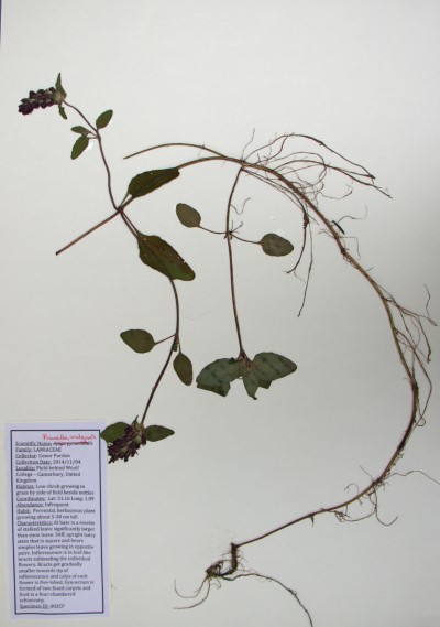 CP02 Prunella vulgaris