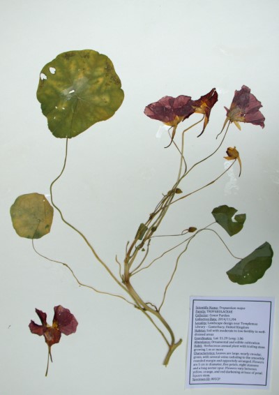 CP05 Tropaeolum majus