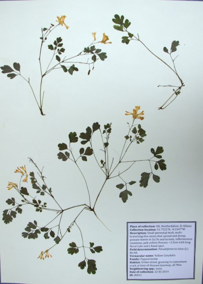 JK011 Pseudofumaria lutea L,