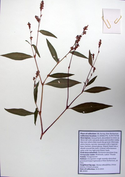 JK002 Perscaria maculosa Gray.